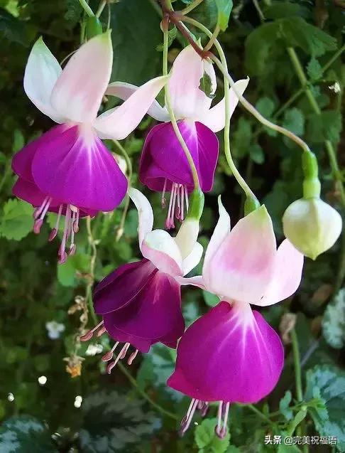 除夕快乐，第一个祝福送给你！愿你新的一年，美满幸福吉祥如意