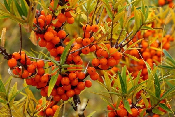 新晋养生水果之“沙棘”