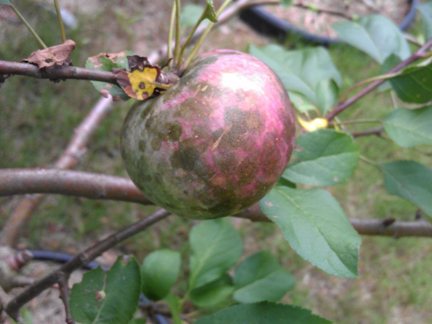 苹果拍照有黑斑最简单的修复方法,苹果成熟期黑斑和红点是什么原因