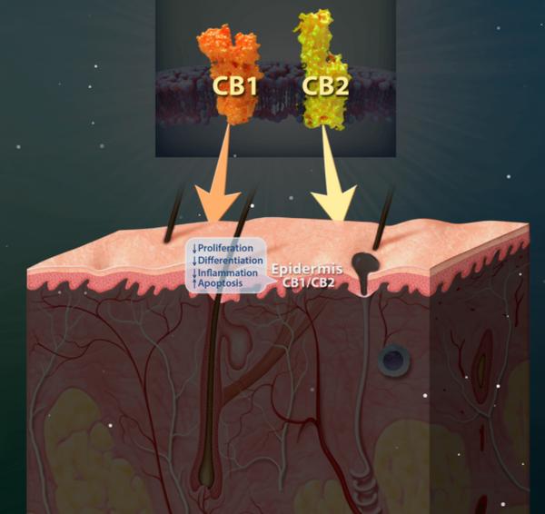 赶上国内圣秋波CBD的热潮，我们先美一步