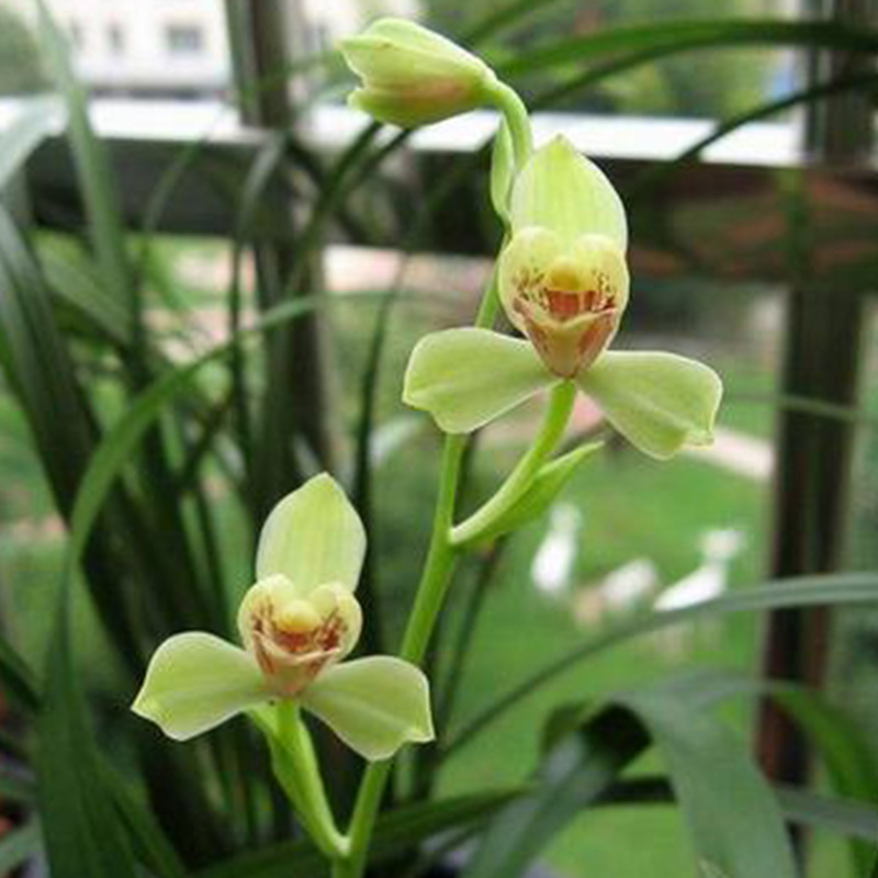 兰花八大名品价格,荷瓣兰花第一名品