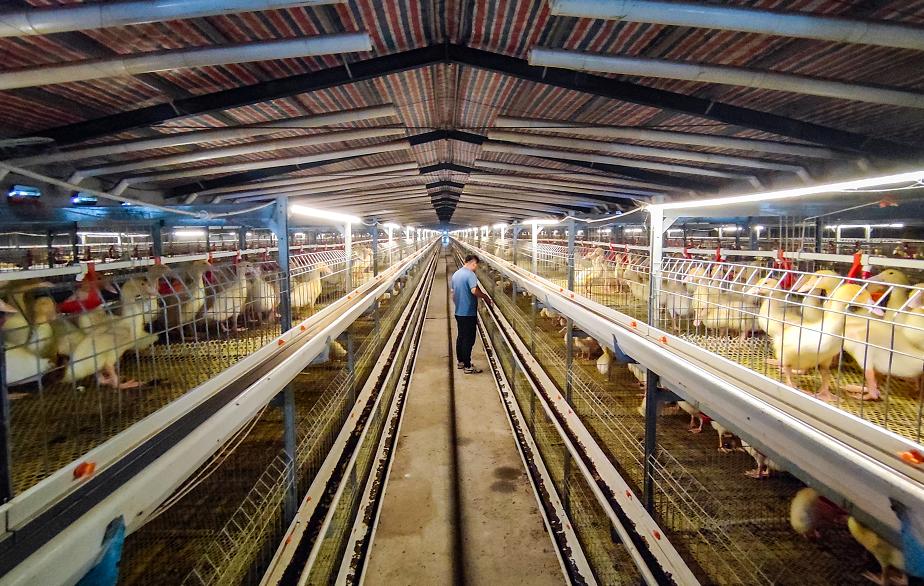 鑿忔辰鎴愭澶╁闀囩繜妤兼潙,鎴愭鍘跨繜妤兼潙