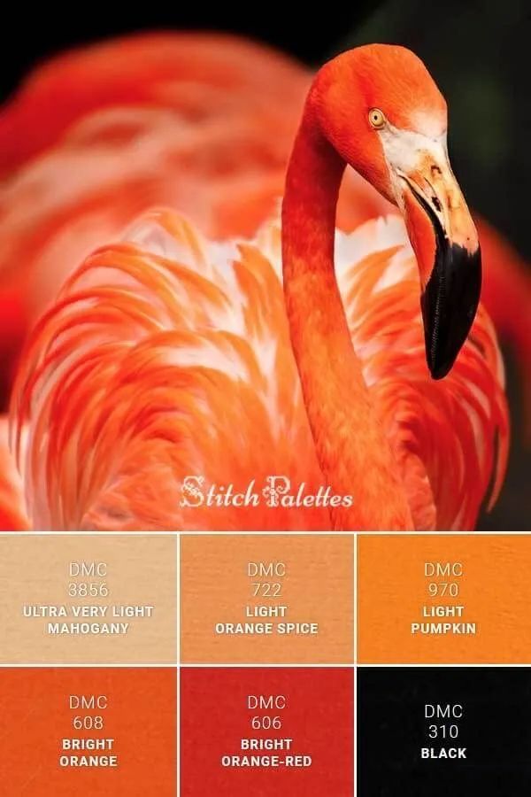 动物配色大全视频,配色的设计灵感