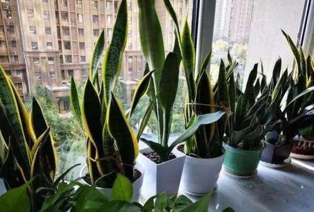 虎尾兰的叶子发蔫怎么回事,虎尾兰叶子发软怎么回事