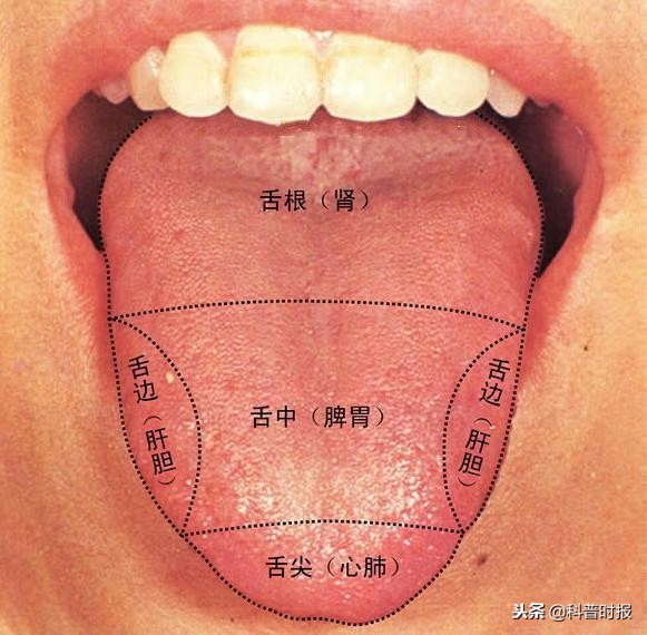 「科普时报」舌象:随身携带的“体检报告”