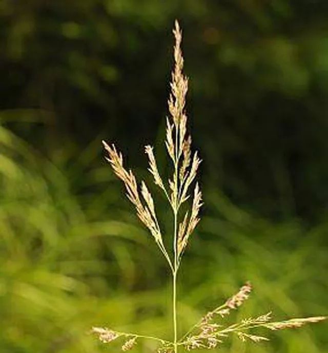雨水花园植物区,雨水花园水生植物