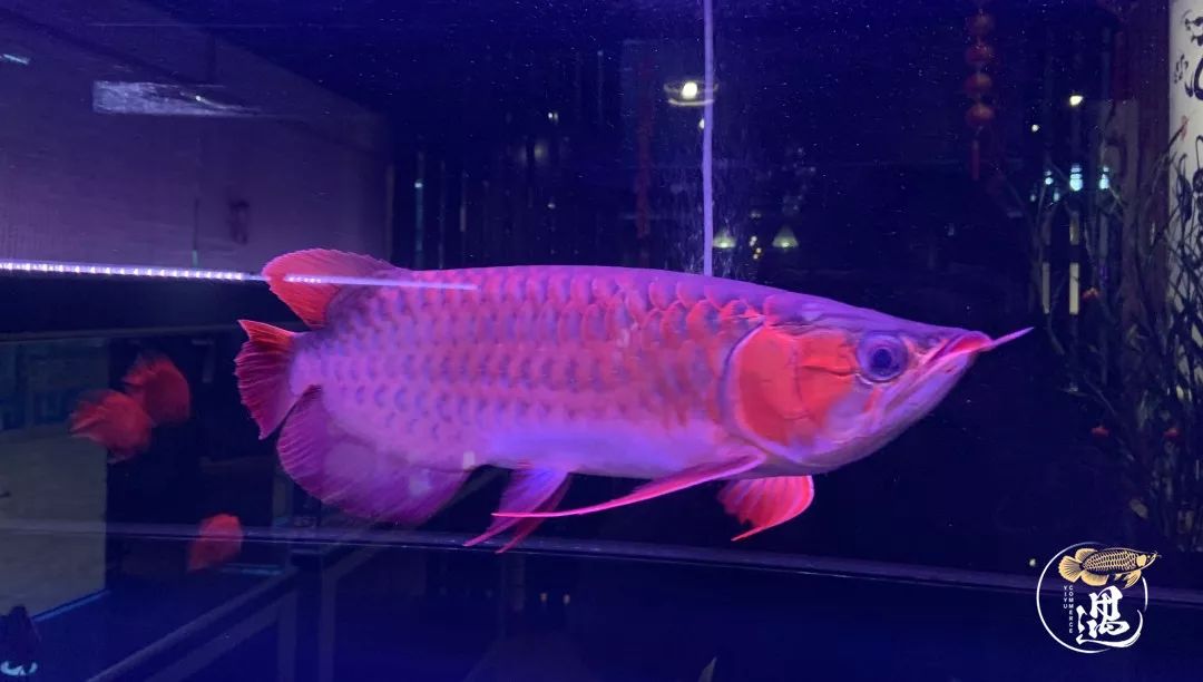 龙鱼发色用太阳好还是灯好,龙鱼发色灯和增艳灯区别