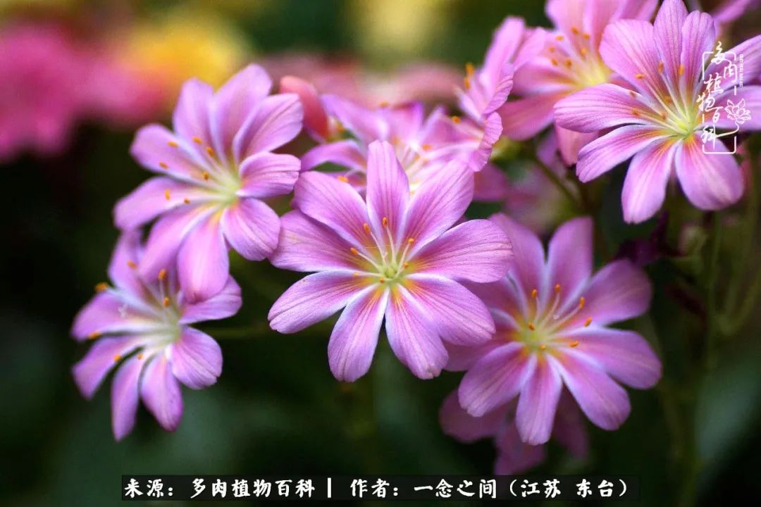 遇见花开蓝莓糖,遇见花开蔬菜沙拉酱
