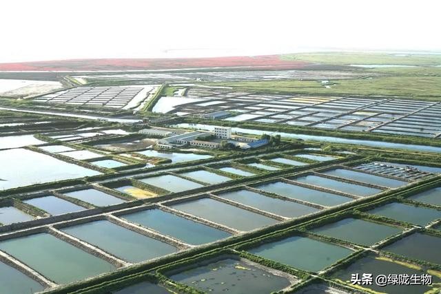 硝化细菌在虾蟹养殖中的作用,硝化菌在水产养殖的应用