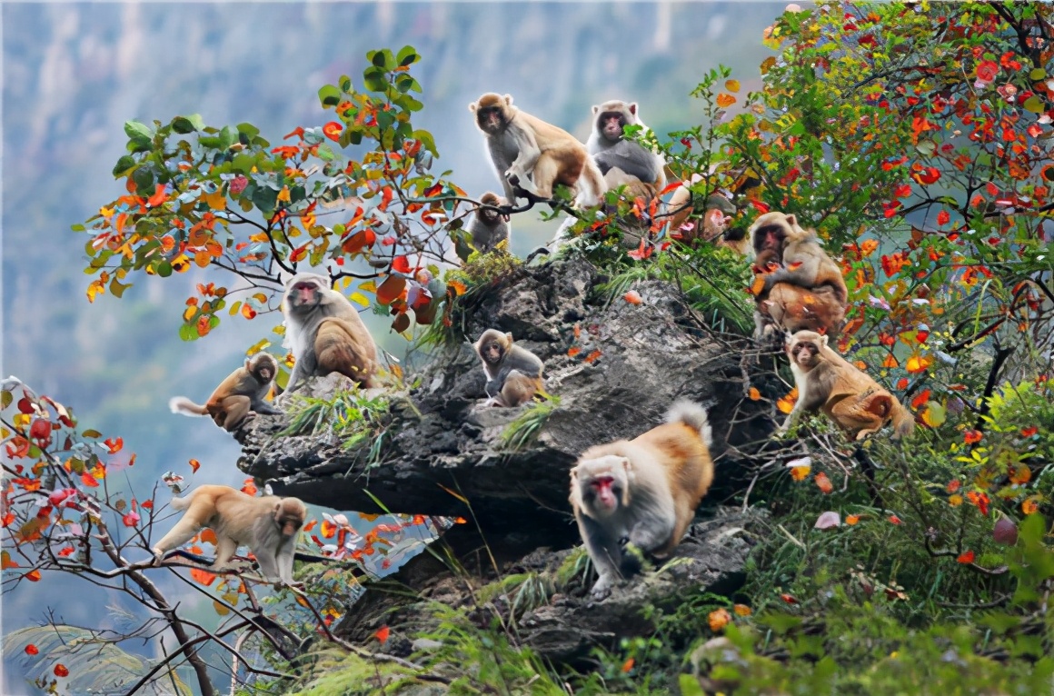 巫山第一电梯,巫山坐船游三峡三天2晚