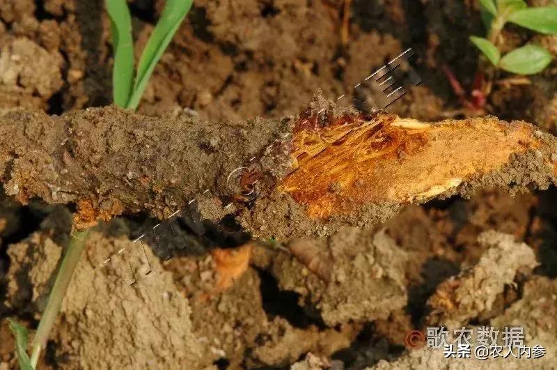 几种果树根部病害的症状识别与防治！