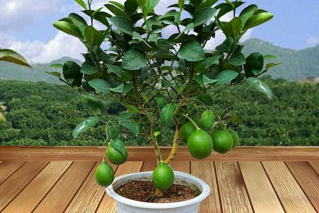 常绿植物盆栽好养,什么盆栽喜阴绿植好养