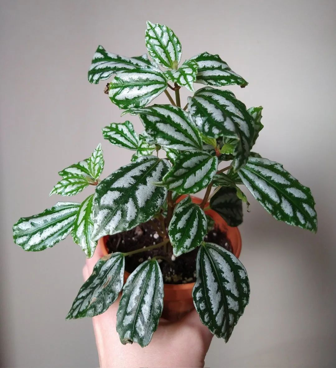 叶片翠绿的10种盆栽,叶子有斑点的观叶植物