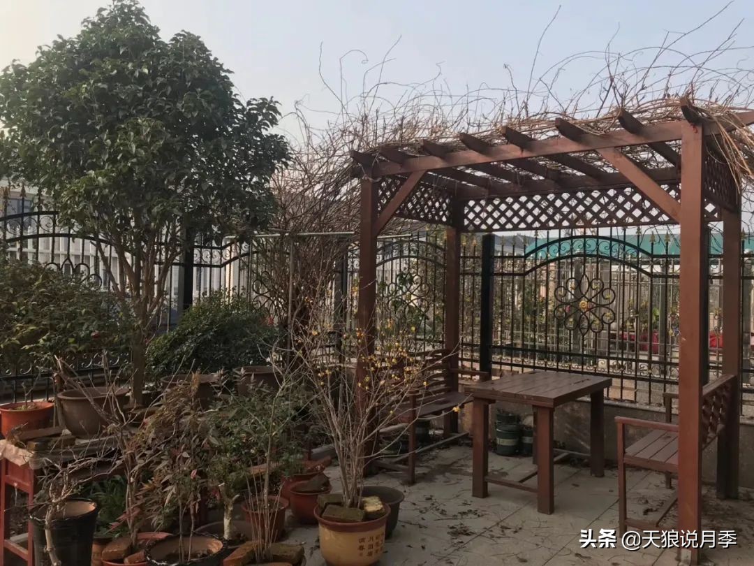 不用再羡慕别人家的院子,庭院养护全攻略