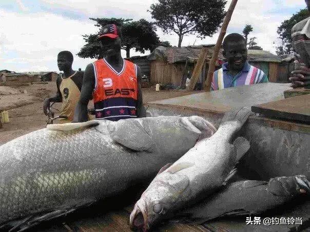 形似鲥鱼的鱼有哪些,在没有鳜鱼的河里能放生鳜鱼吗