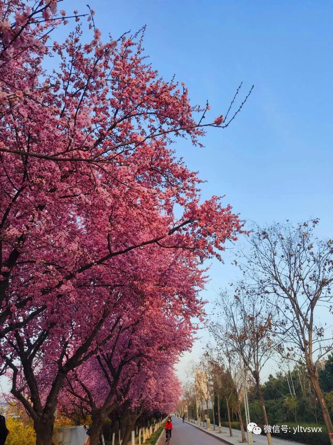 杨凌现状,杨凌最新照片