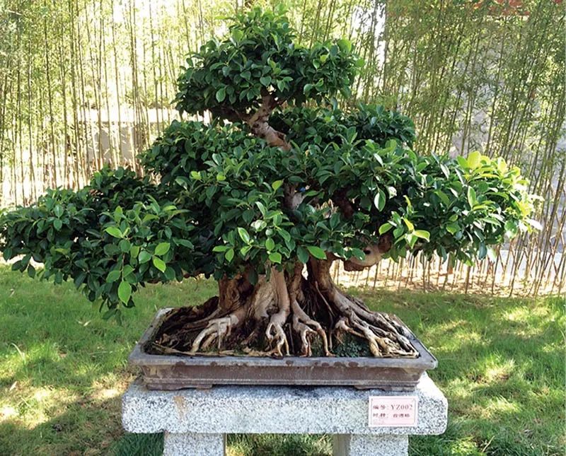 盆景素材十大排名 (什么盆景素材最好)