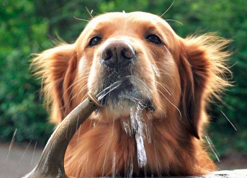 满月小孩不排便怎么办,满月狗狗不排便怎么办