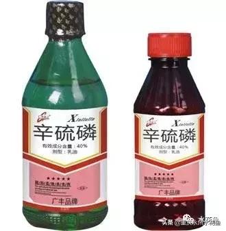 鲢鳙出血病防治方法,花白鲢败血症用什么药