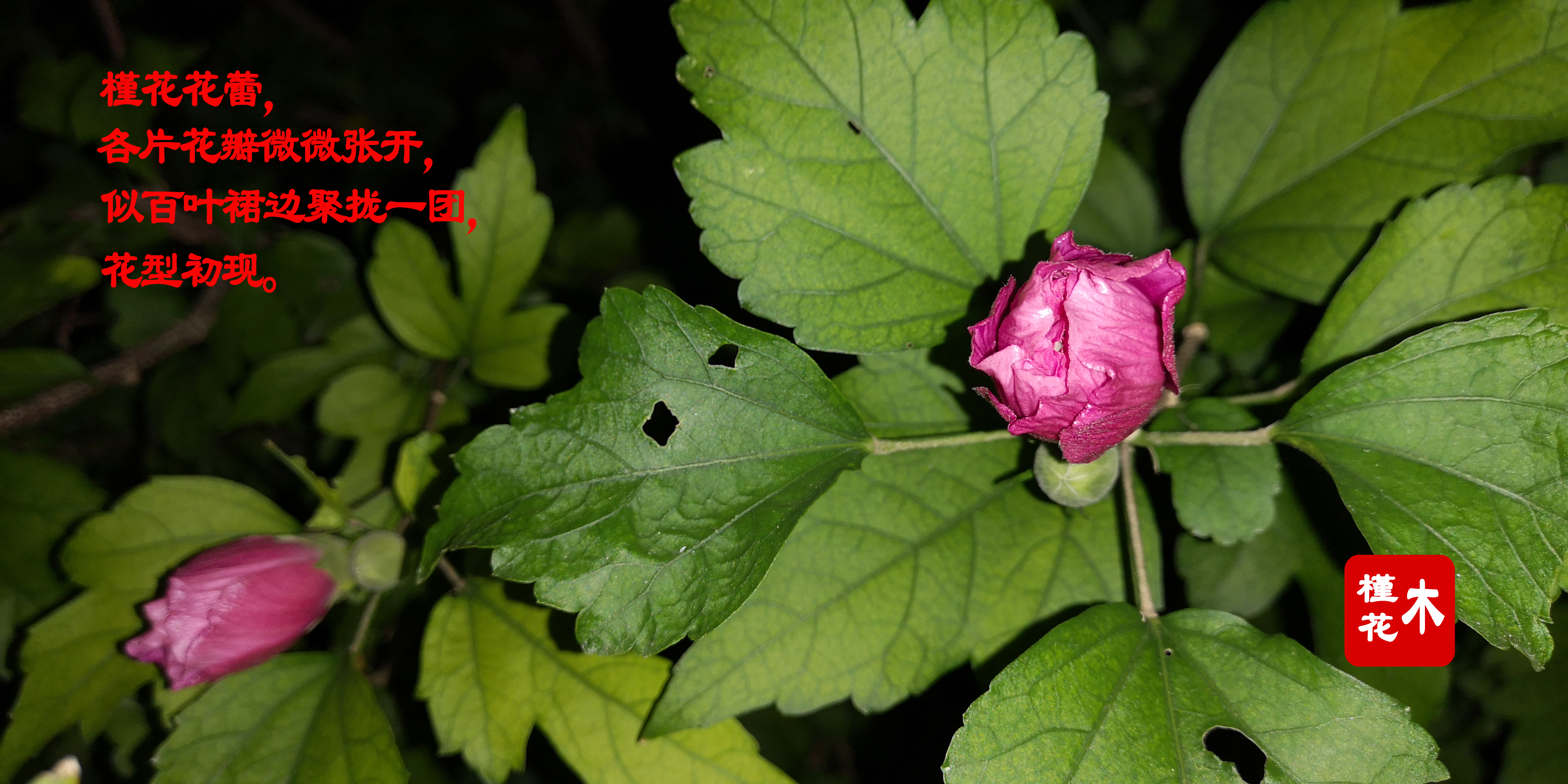 木槿花的原创,木槿花原创