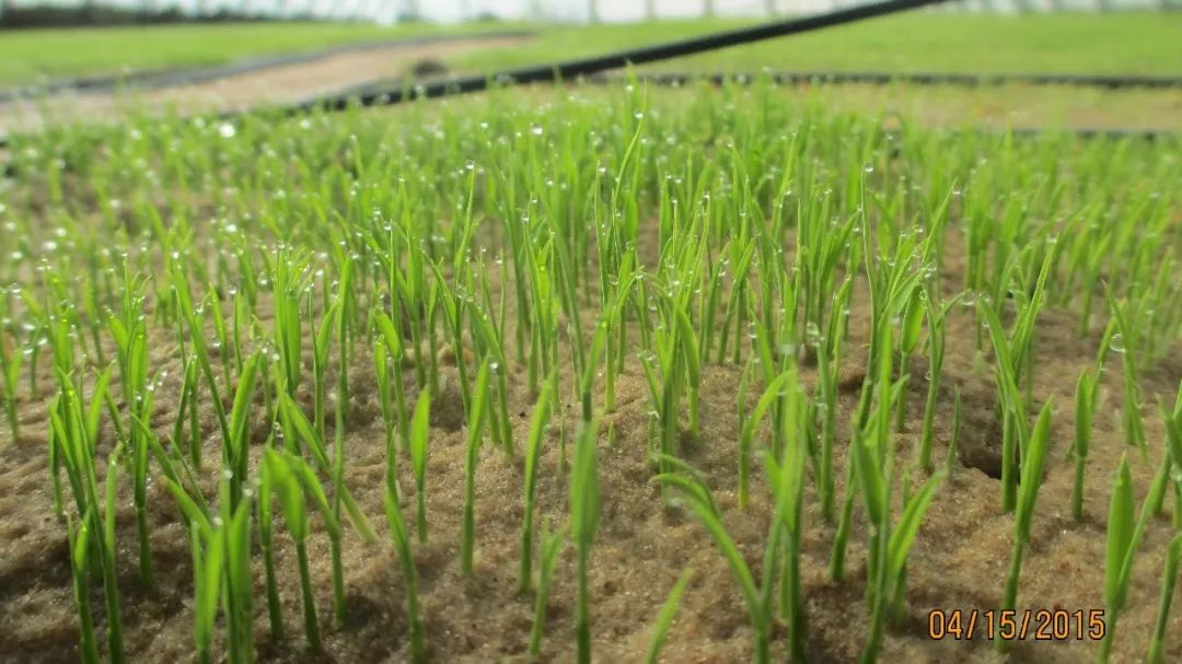 沙漠种植致富经验,沙漠变良田投资4万亿