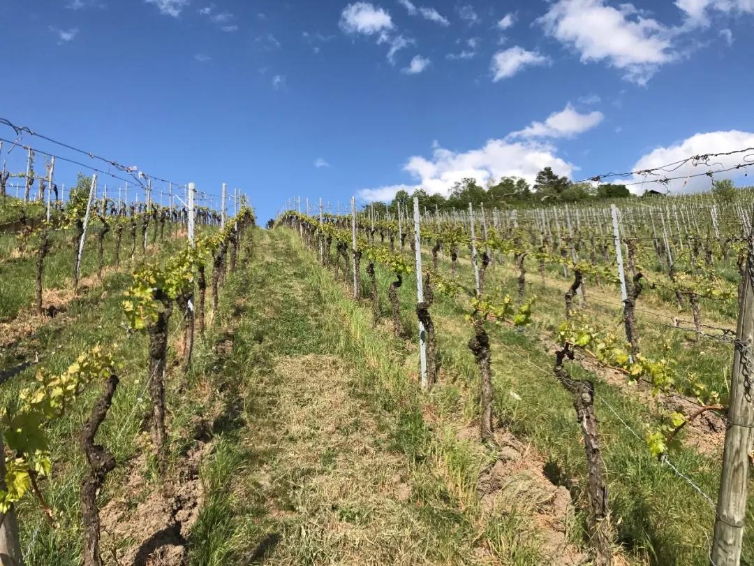 德国葡萄酒庄园,德国葡萄酒品种介绍