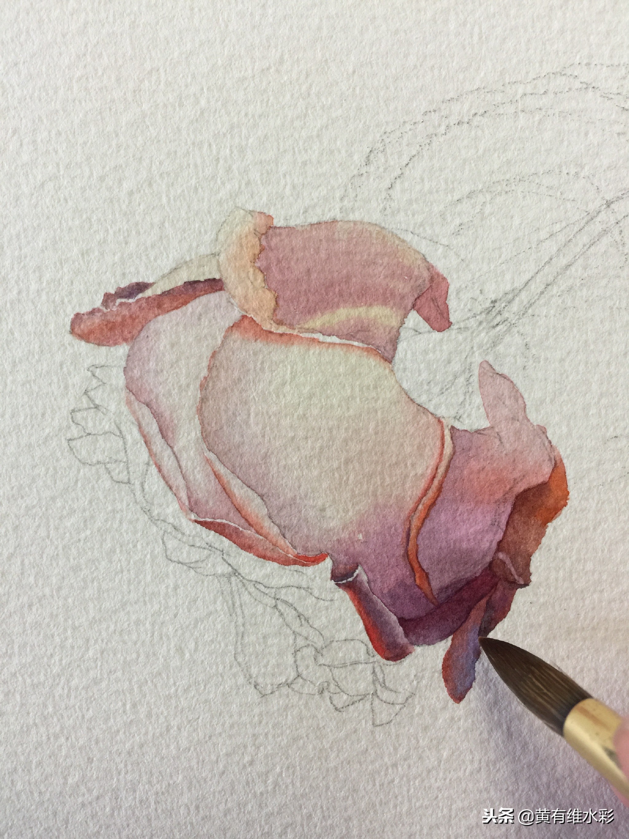 水彩绘画教程简单玫瑰,水彩步骤图花卉