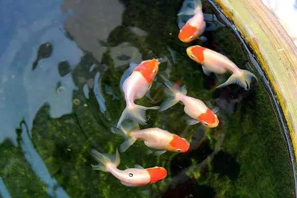 瓷盆古法养金鱼技术,古法养鱼正确做法