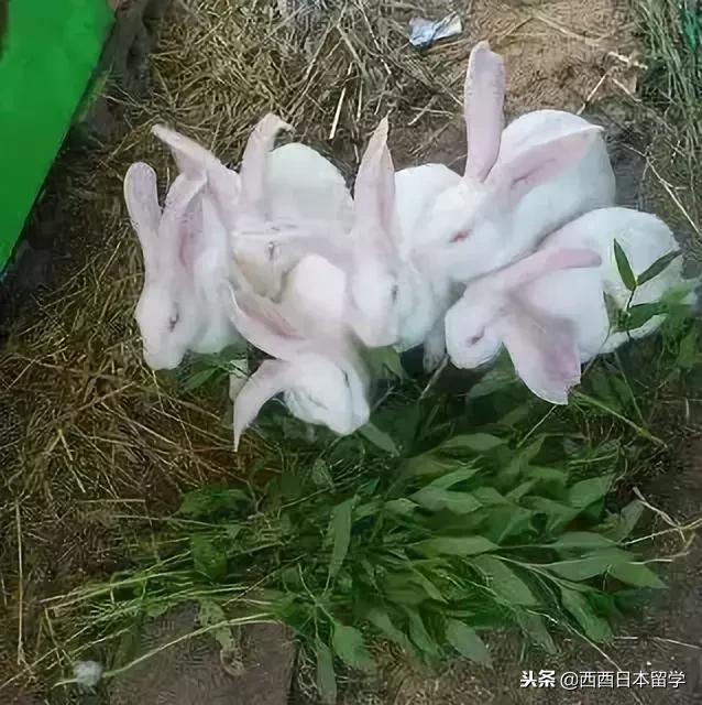 全亚洲最脏的宿舍,亚洲第一脏乱差的日本大学