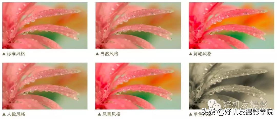 怎么让相机拍出来色彩更鲜艳,相机怎么拍出偏黄偏暗的照片