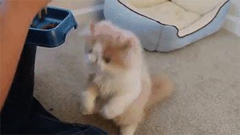 为什么猫咪会攻击人怎么解决,猫咪为啥会猛烈攻击孩子