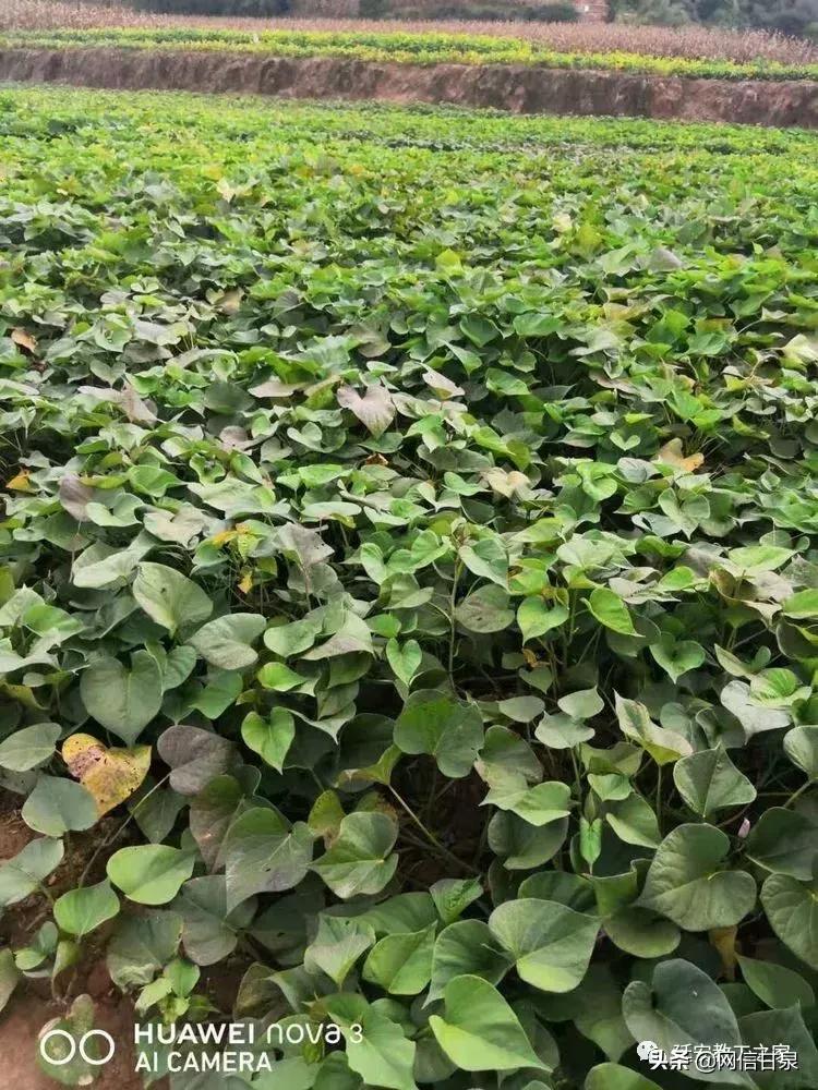 金太阳幼儿园校门,延安市甘泉谢金庄幼儿园