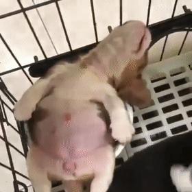 军犬退役后养老,军犬退役后有退伍费吗