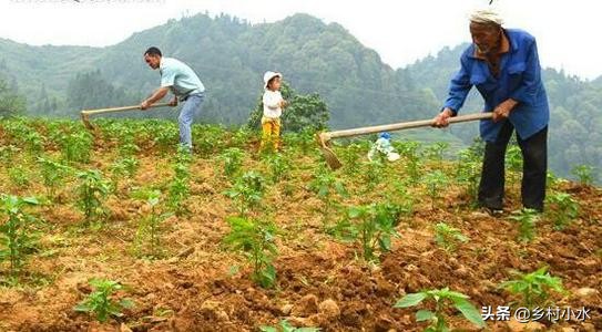 南方辣椒炭疽病,南方辣椒病害