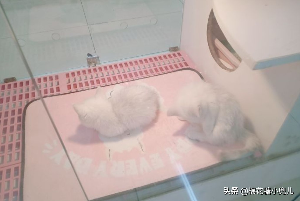 北京盆栽花卉批发市场,北京众兴花卉批发市场