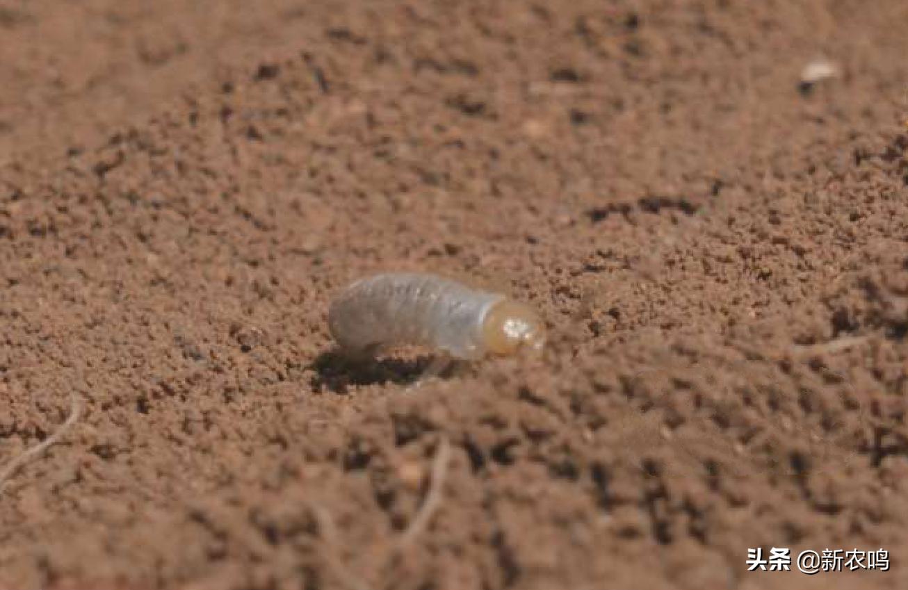 金银花得了枯枝病图片,金银花有枯枝怎么办