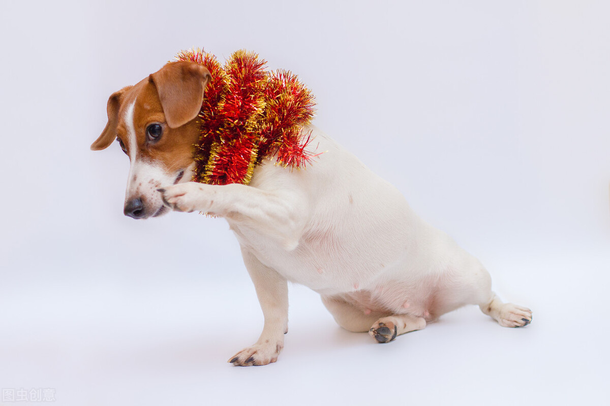 狂犬病死亡率这么高怎么传播,狂犬病死亡率那么高为啥还流行