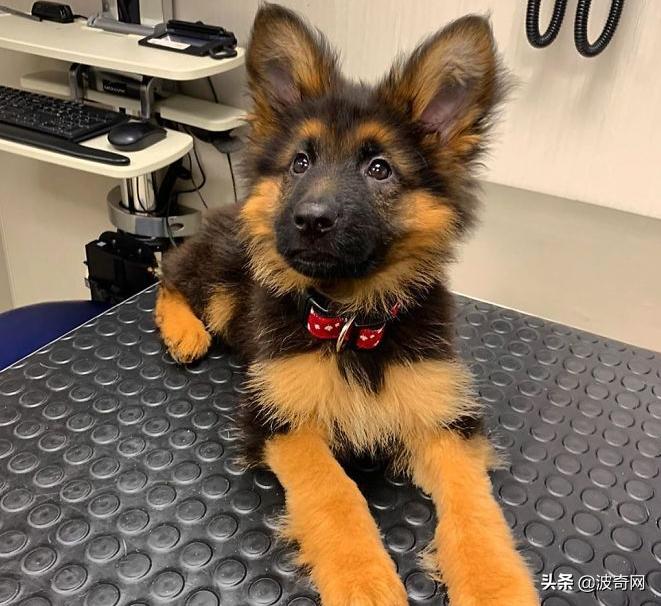 小时候的德牧有多萌,德牧小时候的神仙颜值