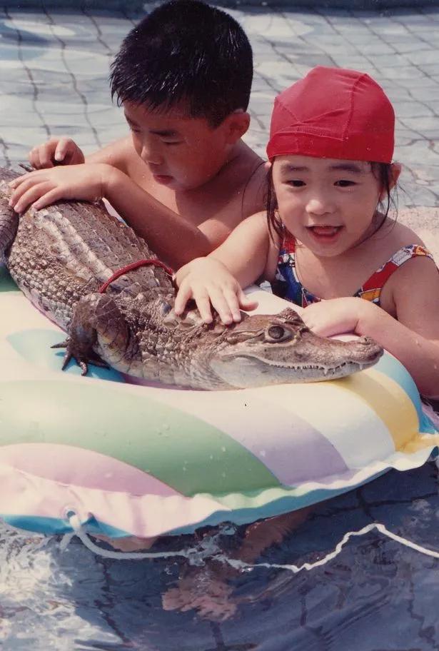 日本老人养鳄鱼当宠物,男子把鳄鱼当宠物养一天喂10斤肉