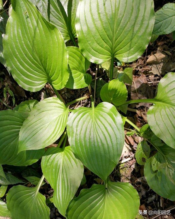 玉簪花不晒太阳可以开花吗,玉簪花是常绿植物吗