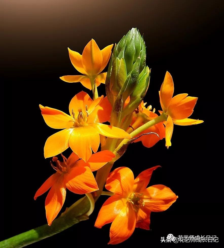 每日一花|伯利恒之星,可用于治疗癌症,洁白可爱