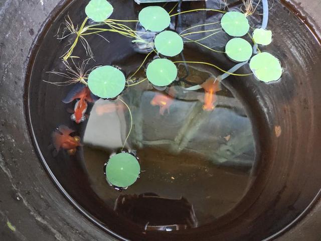 网上买的小金鱼不好活吗,为什么买的小金鱼总是死