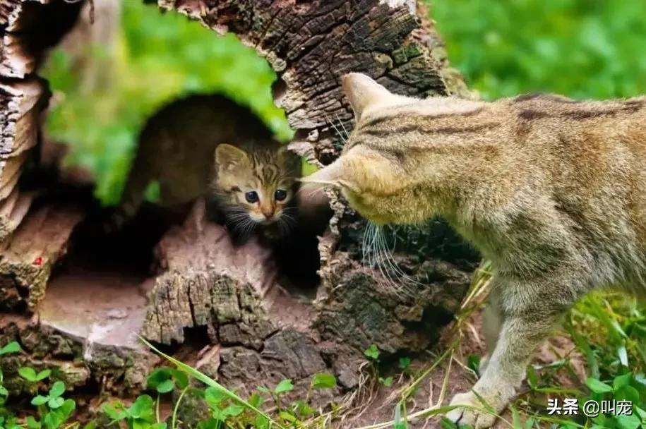 猫咪分离焦虑症的表现,猫咪分离焦虑是怎么形成的