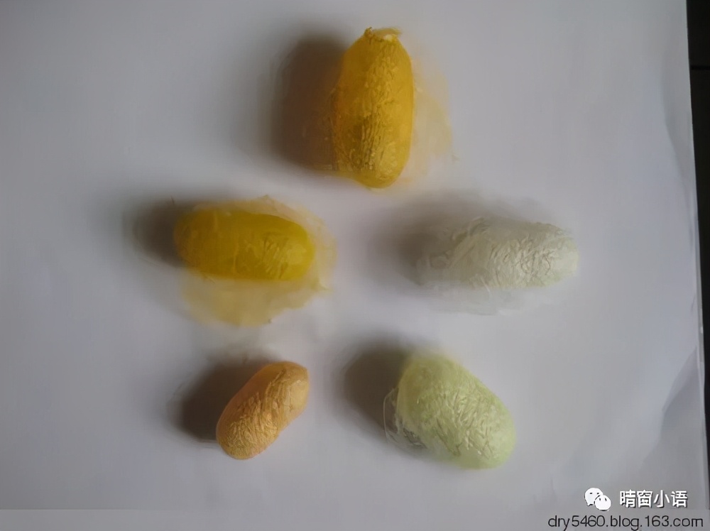 养蚕记怎么写三年级200字,蚕化蛹为蝶的过程总结