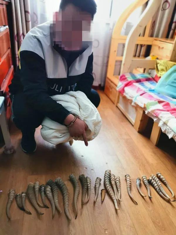 打击野生动物资源违法吗,野生动物资源犯罪专项行动