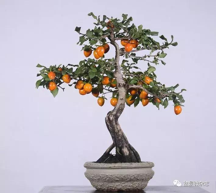 日本精品微型盆景介绍,日本盆景与中国盆景树种比较