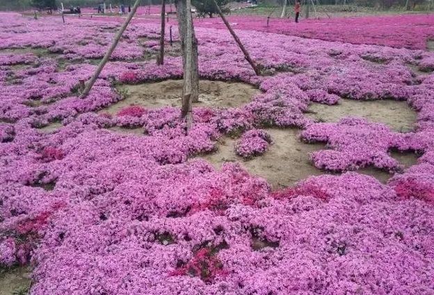 去看万紫千红的花海,五一近郊赏花去看缤纷七彩花田