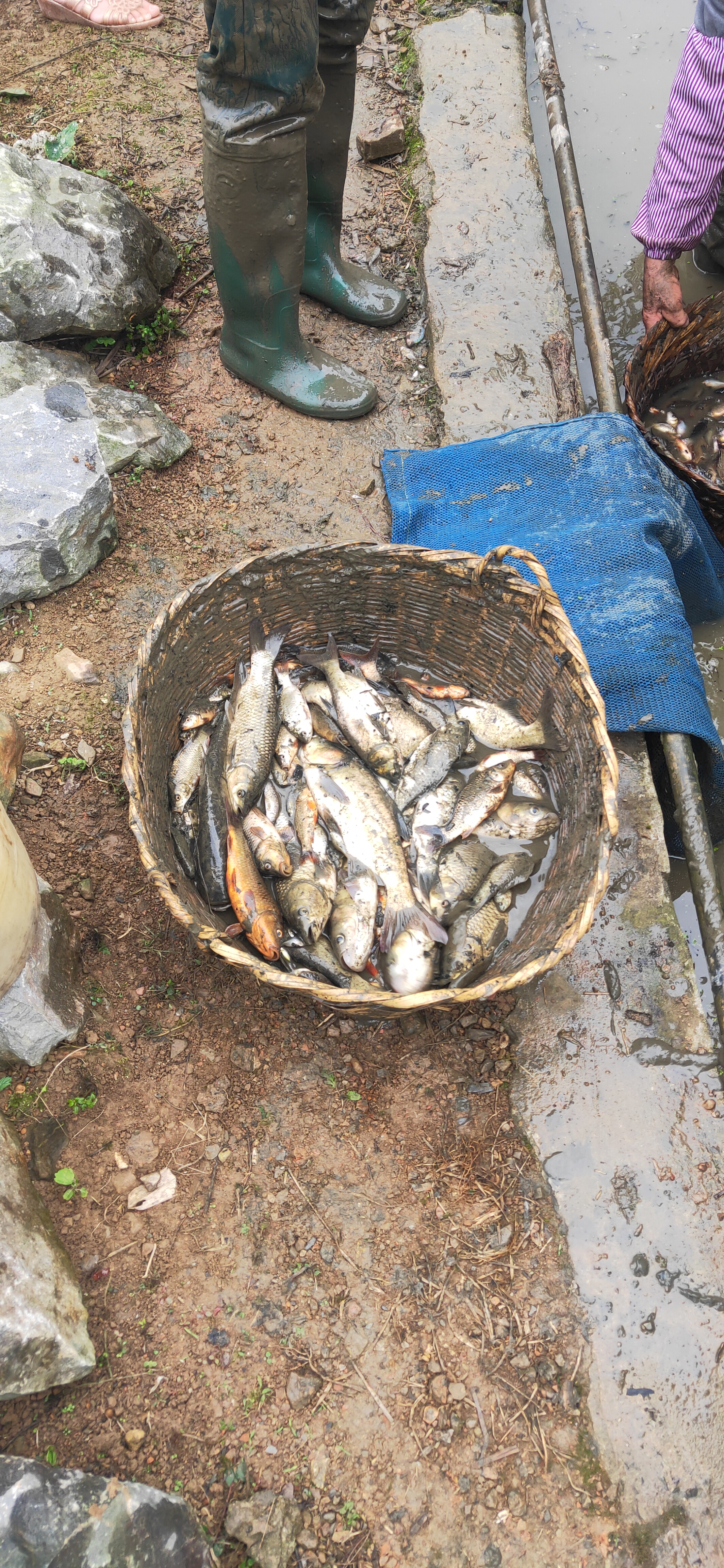 卖一两百一斤的鱼,卖一条鱼多少钱