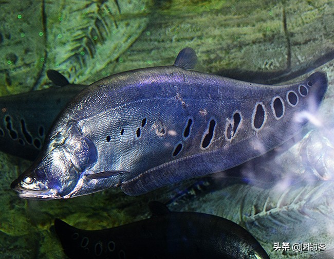 中国前十热带观赏鱼,热带观赏鱼鲤科鱼类主要有哪些鱼
