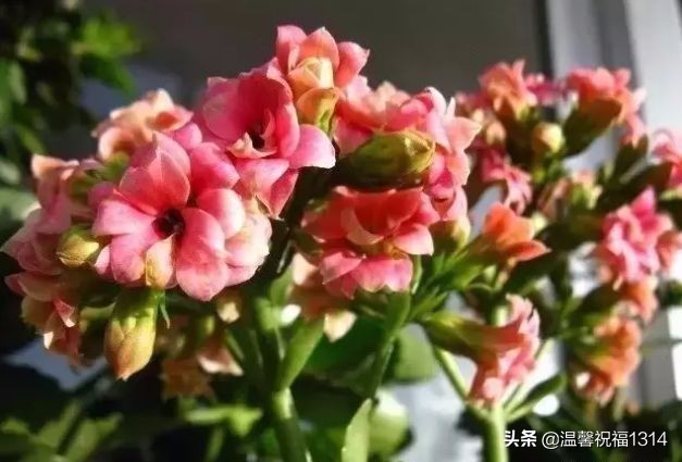长寿花母亲节,母亲节长寿花视频